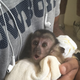Illustration for article titled Jerry Jones Spends About A Minute Rambling About Monkeys